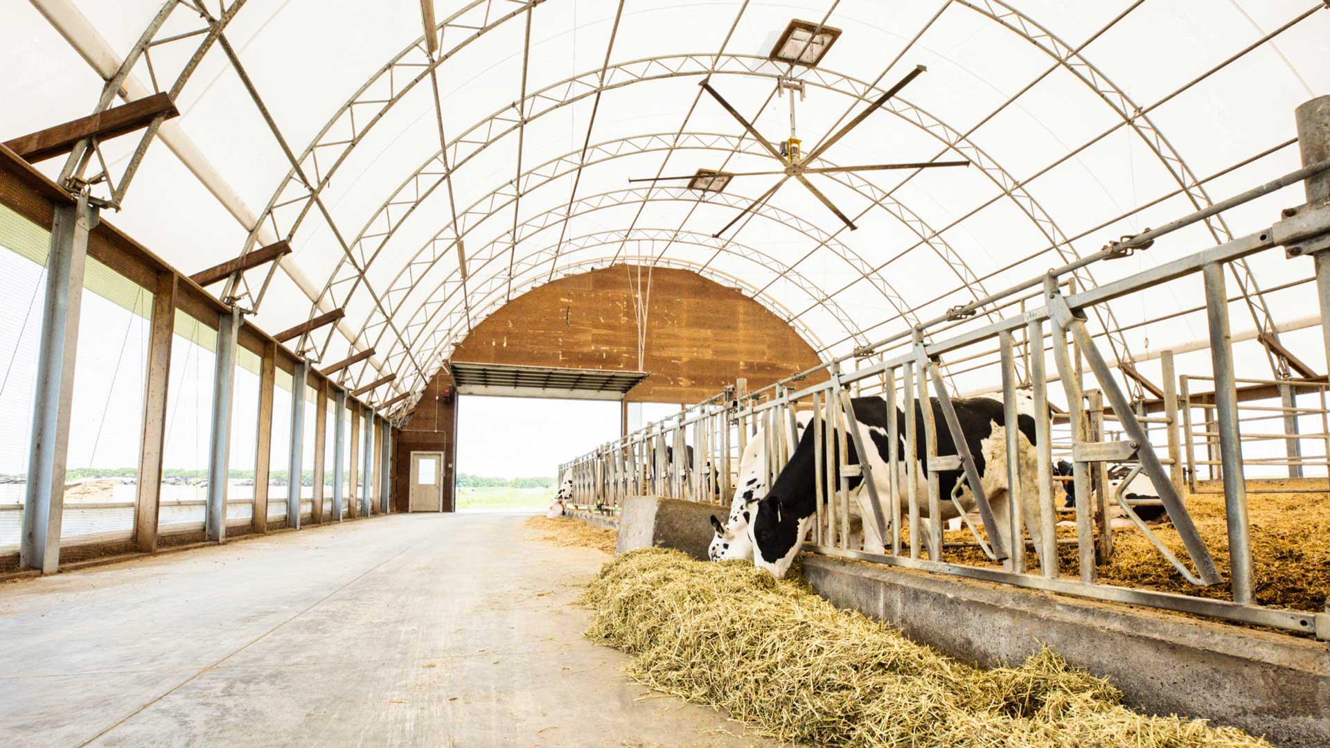 compost bedded pack barns for dairy cows