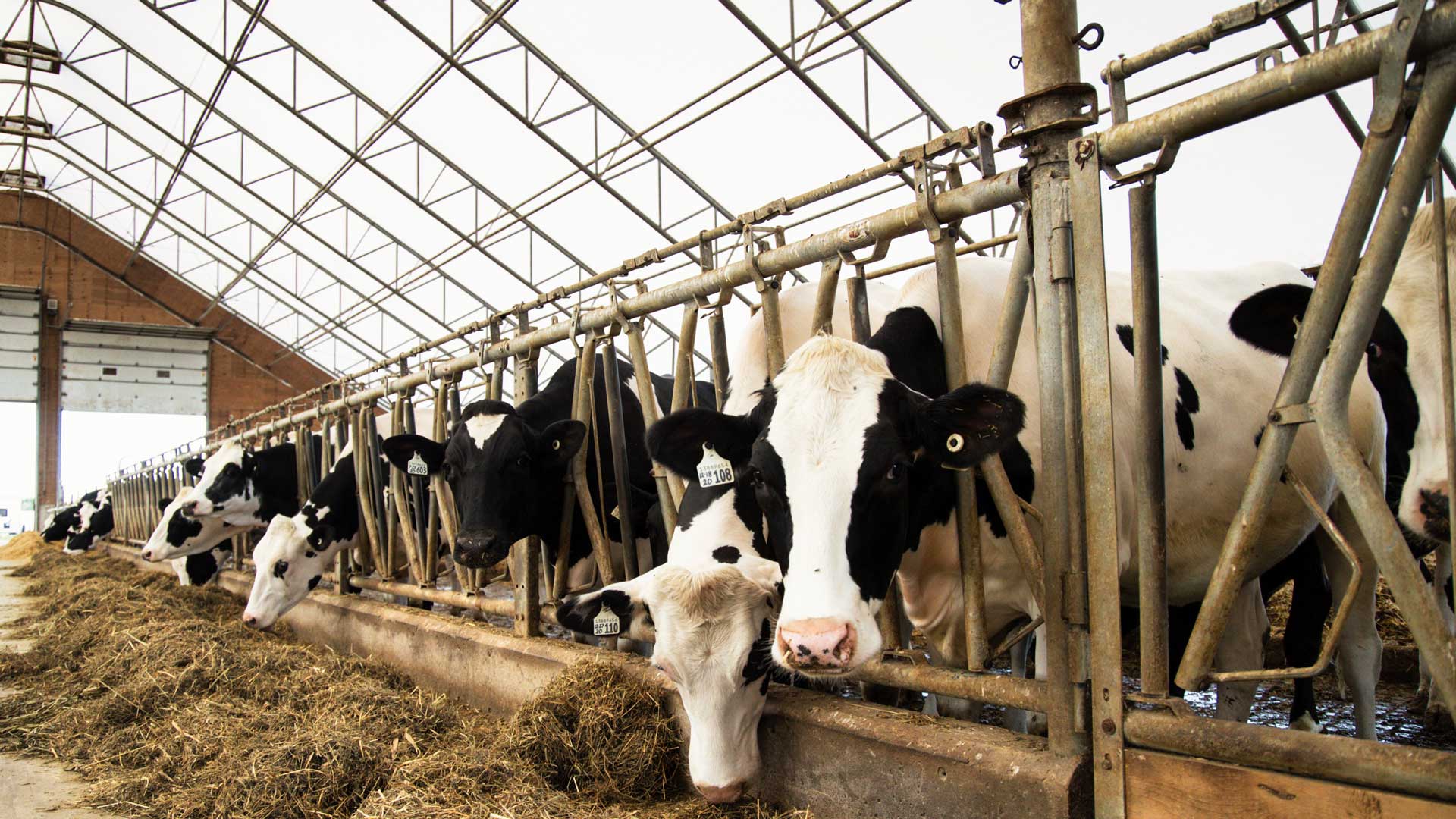 barn for dairy cows