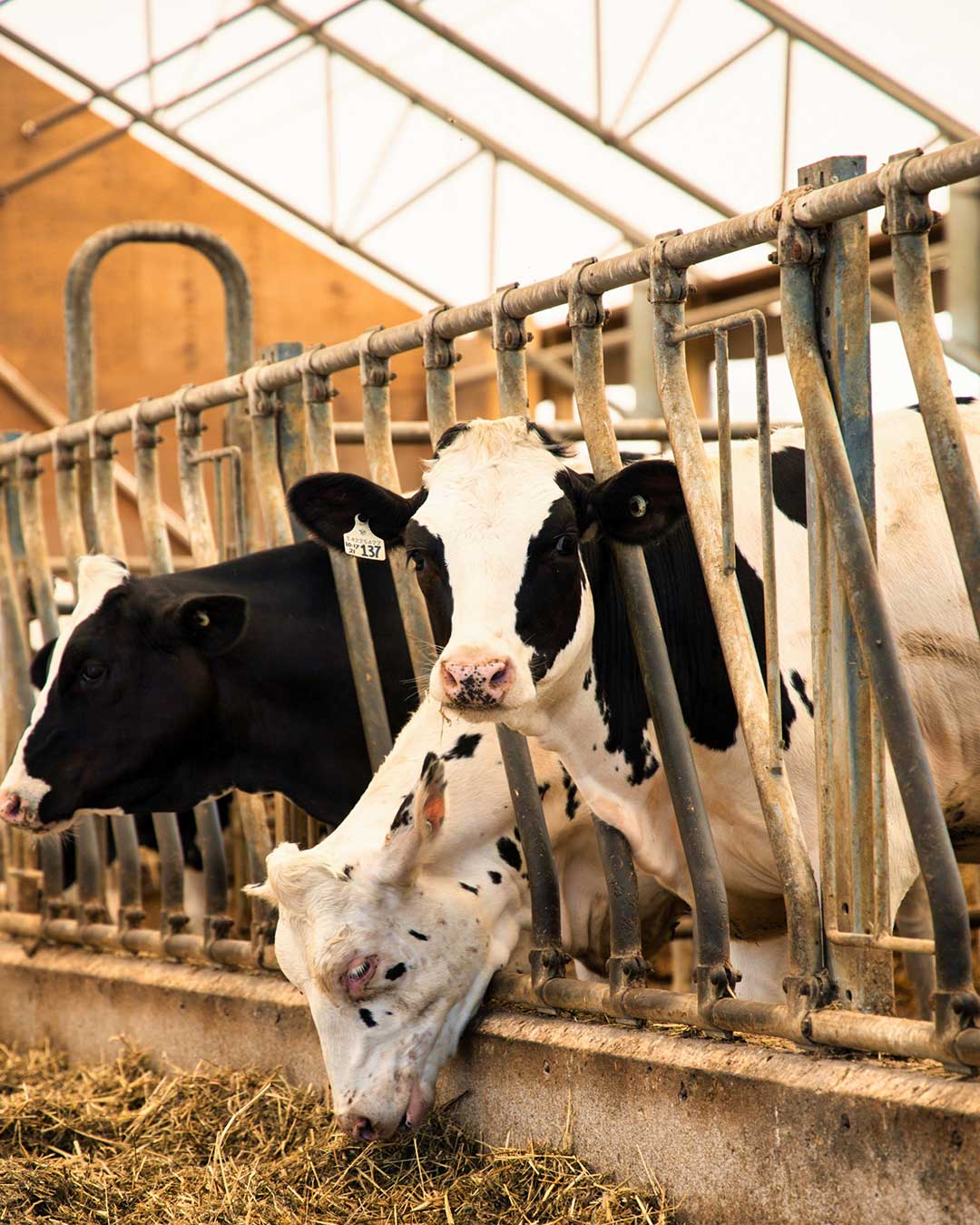 barns for dairy cattle