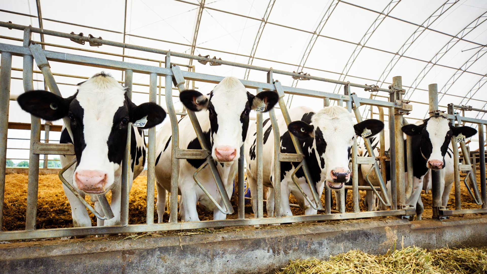 fabric covered dairy barn for cattle