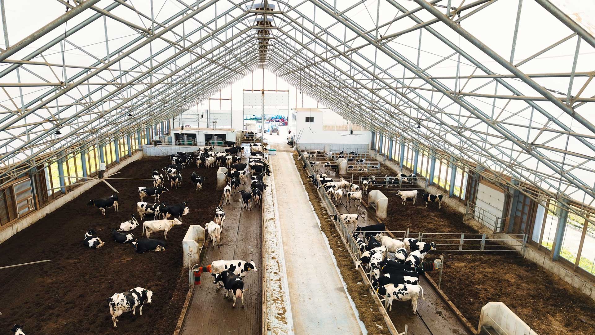 building new diary barn